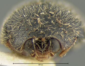 Media type: image;   Entomology 6744 Aspect: head frontal view